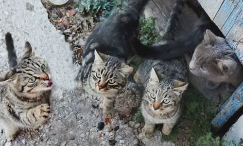 100-truth-about-cats-that-you-should-read-right-meow