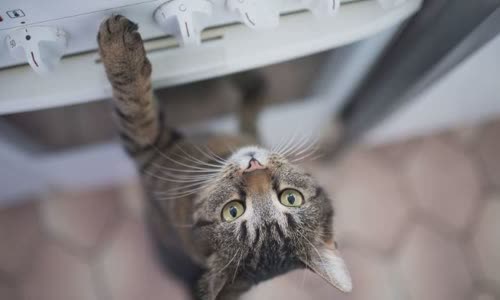 100-truth-about-cats-that-you-should-read-right-meow