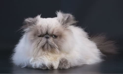 100-truth-about-cats-that-you-should-read-right-meow
