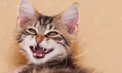 100-truth-about-cats-that-you-should-read-right-meow