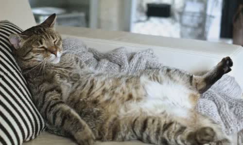 100-truth-about-cats-that-you-should-read-right-meow