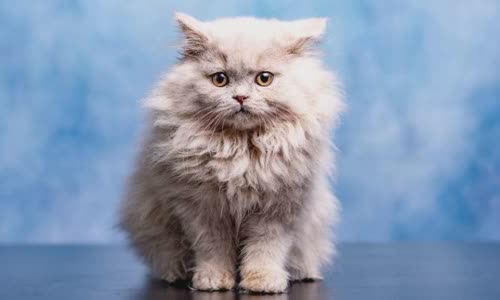 100-truth-about-cats-that-you-should-read-right-meow