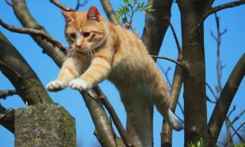 100-truth-about-cats-that-you-should-read-right-meow