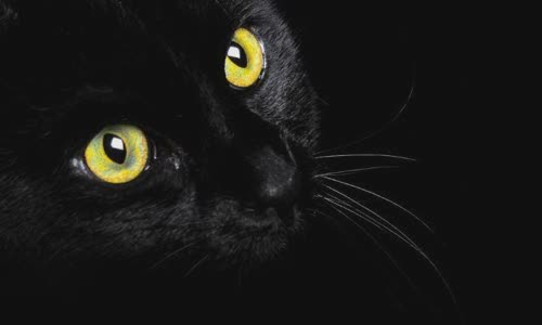 100-truth-about-cats-that-you-should-read-right-meow