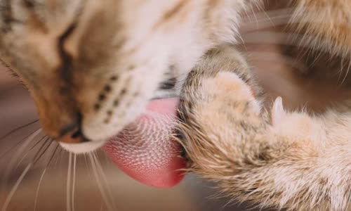 100-truth-about-cats-that-you-should-read-right-meow