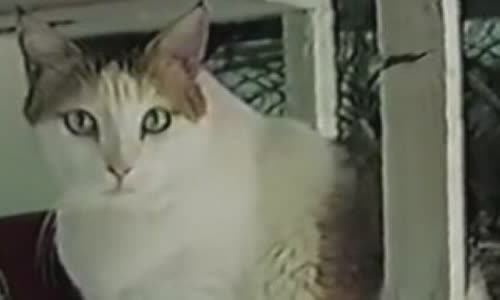 100-truth-about-cats-that-you-should-read-right-meow