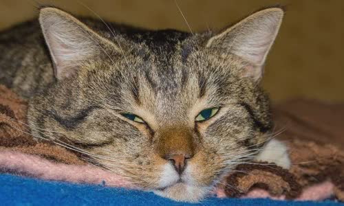 100-truth-about-cats-that-you-should-read-right-meow