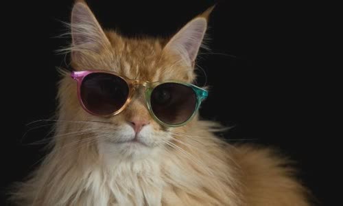 100-truth-about-cats-that-you-should-read-right-meow