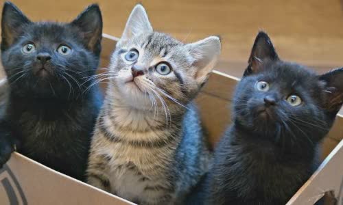 100-truth-about-cats-that-you-should-read-right-meow