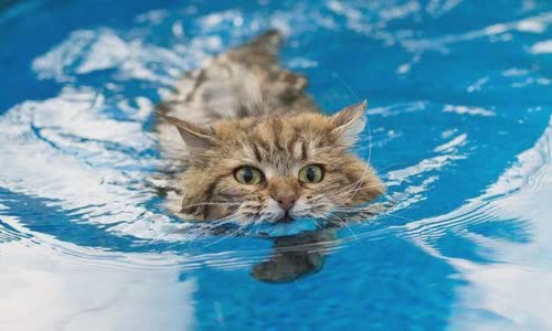 100-truth-about-cats-that-you-should-read-right-meow