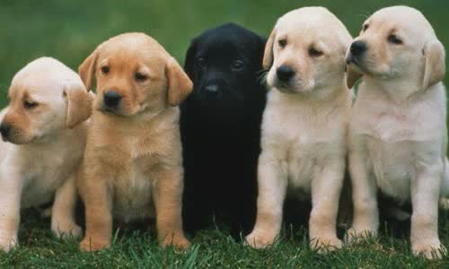100-truth-about-dogs-puppies