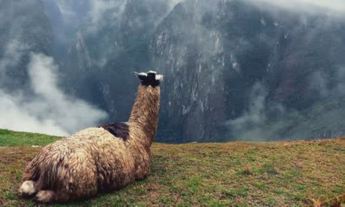 11-lovely-truth-about-llamas