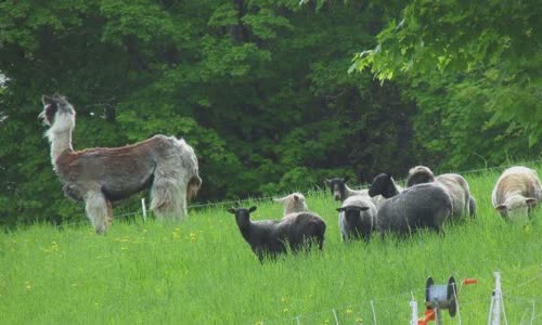 11-lovely-truth-about-llamas
