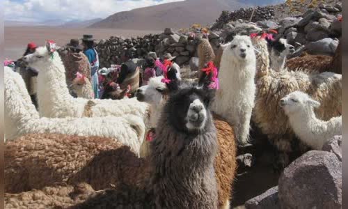 11-lovely-truth-about-llamas