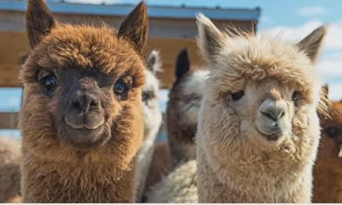 11 lovely truth about Llamas