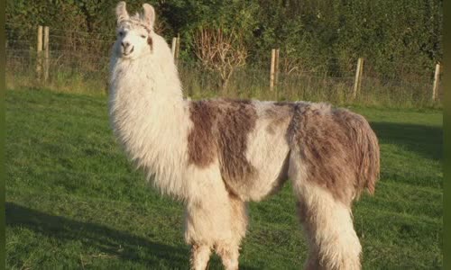 11-lovely-truth-about-llamas