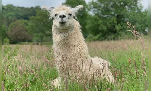 11-lovely-truth-about-llamas