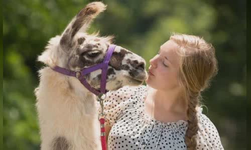 11-lovely-truth-about-llamas