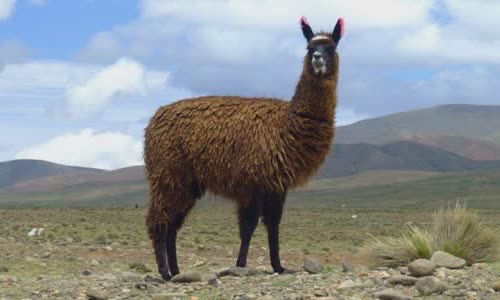 11-lovely-truth-about-llamas