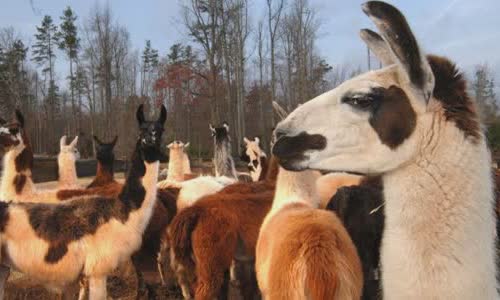 11-lovely-truth-about-llamas