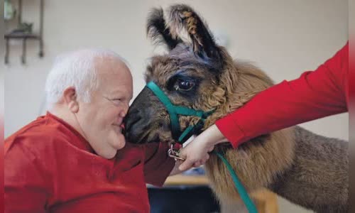 11-lovely-truth-about-llamas