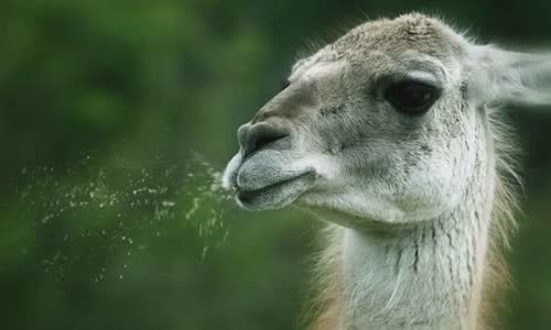 11-lovely-truth-about-llamas