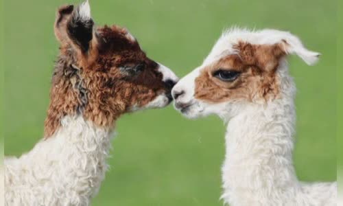 11-lovely-truth-about-llamas