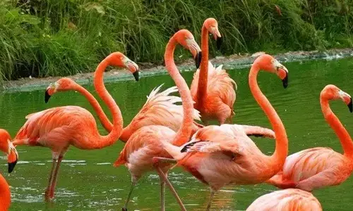 15 amazing facts about flamingos!