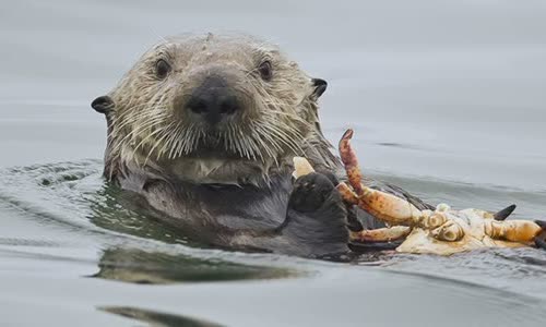 15-amazing-otter-events-atterly