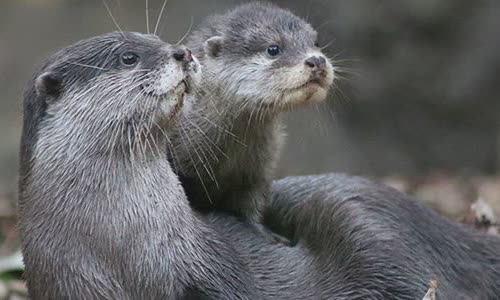 15-amazing-otter-events-atterly