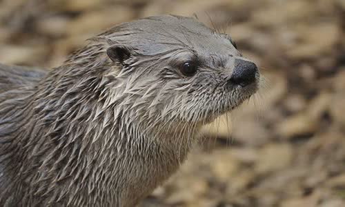 15-amazing-otter-events-atterly