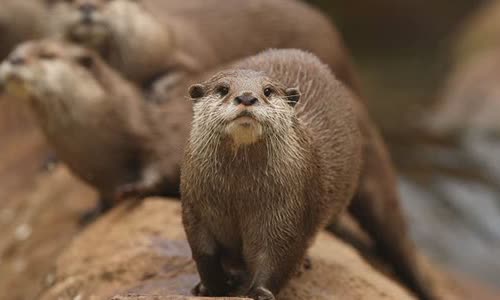 15-amazing-otter-events-atterly