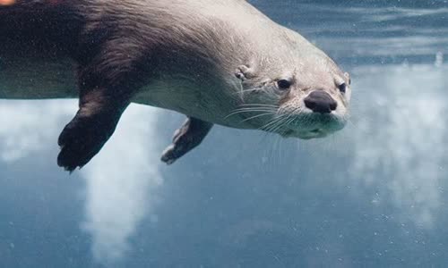 15-amazing-otter-events-atterly