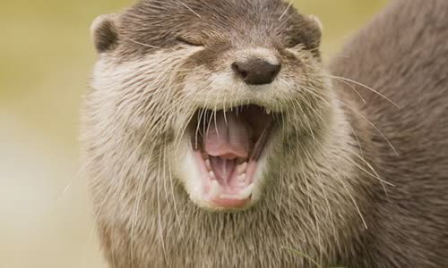 15-amazing-otter-events-atterly