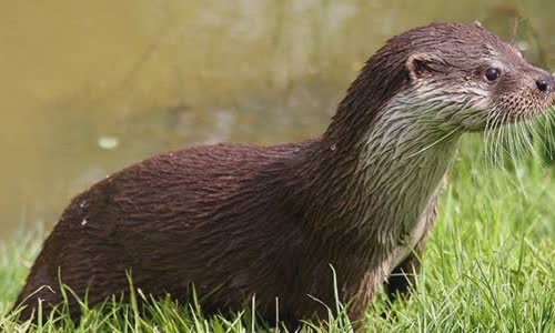 15-amazing-otter-events-atterly