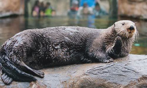 15-amazing-otter-events-atterly