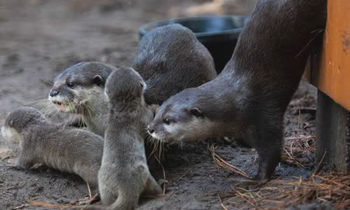 15-amazing-otter-events-atterly
