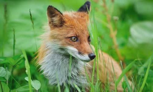 15-attractive-truth-about-fox