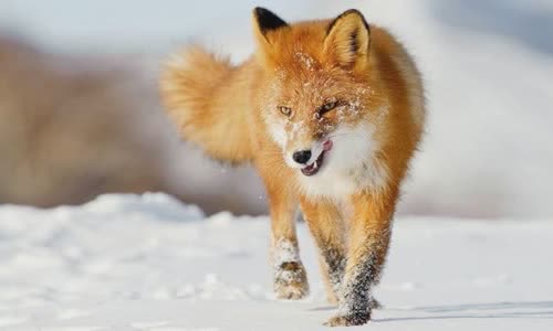 15-attractive-truth-about-fox