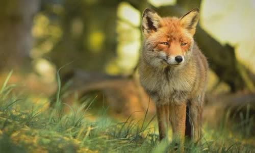 15 Attractive truth about Fox