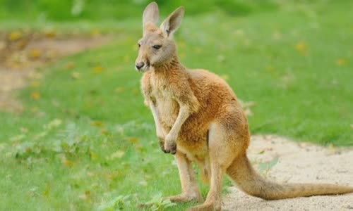15-interesting-facts-about-kanguru