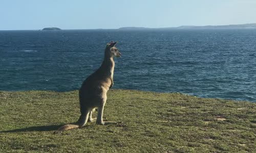 15-interesting-facts-about-kanguru