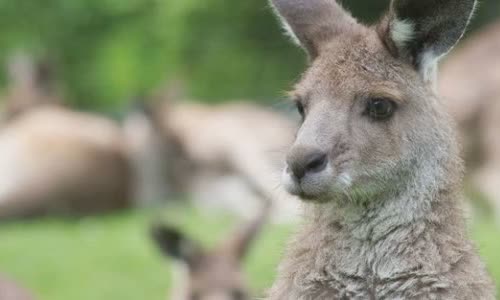 15 interesting facts about Kanguru