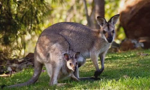 15-interesting-facts-about-kanguru