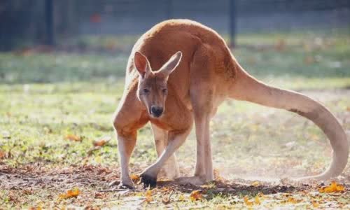 15-interesting-facts-about-kanguru