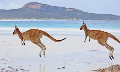 15-interesting-facts-about-kanguru