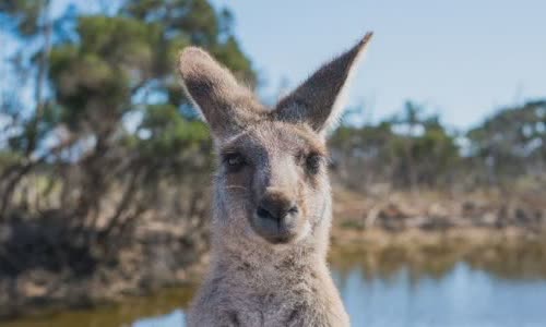 15-interesting-facts-about-kanguru