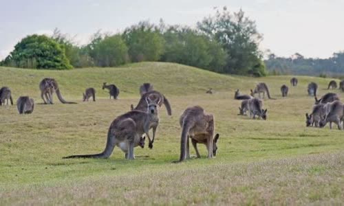 15-interesting-facts-about-kanguru