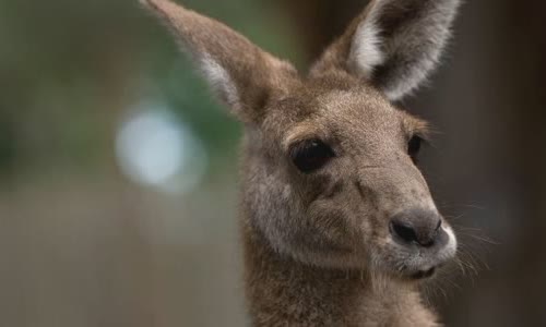 15-interesting-facts-about-kanguru