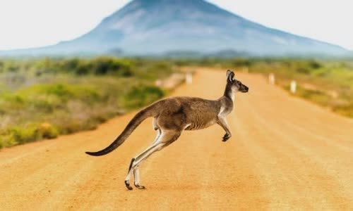 15-interesting-facts-about-kanguru
